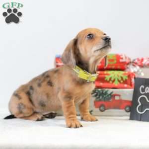 Cassie, Dachshund Puppy