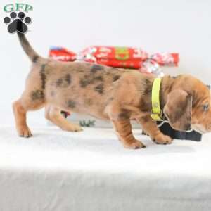 Cassie, Dachshund Puppy