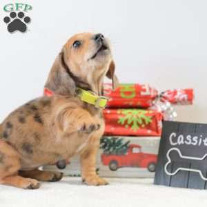 Cassie, Dachshund Puppy