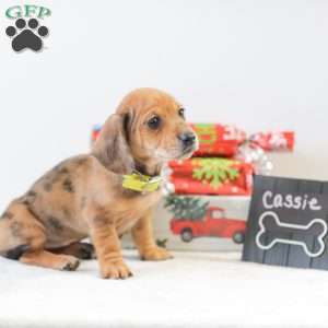 Cassie, Dachshund Puppy