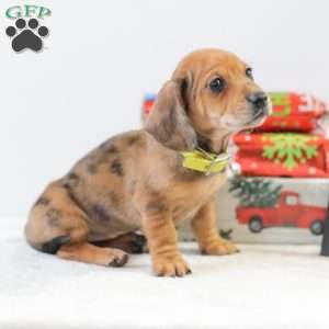 Cassie, Dachshund Puppy