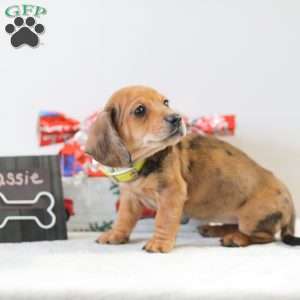 Cassie, Dachshund Puppy