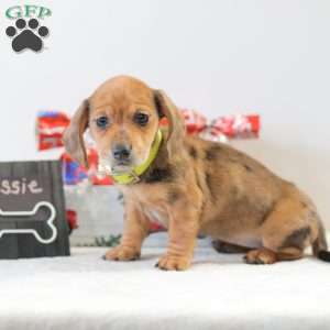 Cassie, Dachshund Puppy