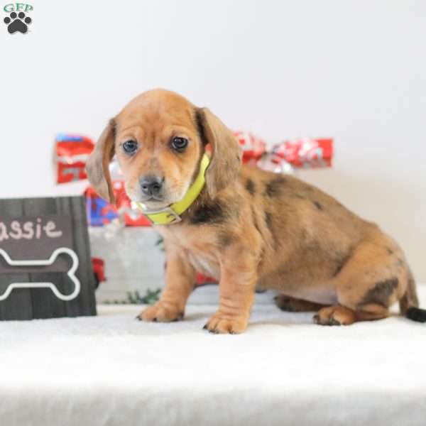 Cassie, Dachshund Puppy