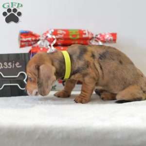 Cassie, Dachshund Puppy