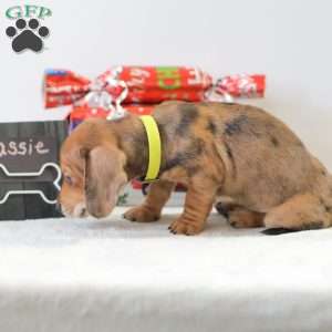 Cassie, Dachshund Puppy