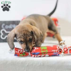 Cody, Dachshund Puppy