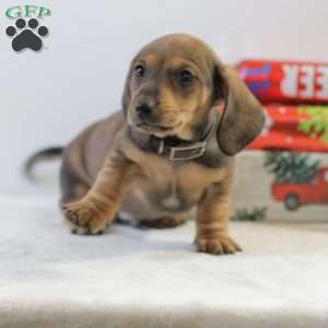 Cody, Dachshund Puppy