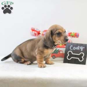 Cody, Dachshund Puppy