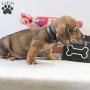 Cody, Dachshund Puppy