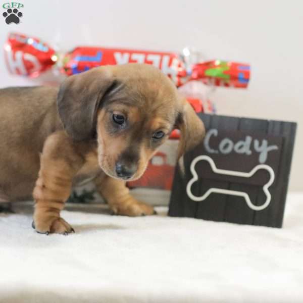 Cody, Dachshund Puppy
