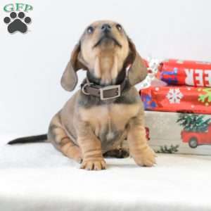 Cody, Dachshund Puppy