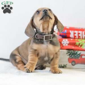 Cody, Dachshund Puppy