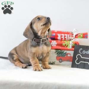 Cody, Dachshund Puppy