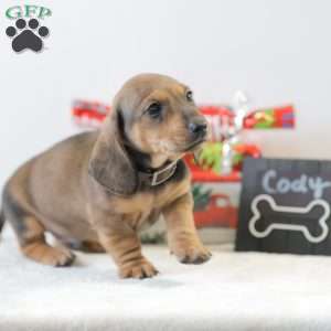 Cody, Dachshund Puppy