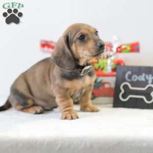 Cody, Dachshund Puppy