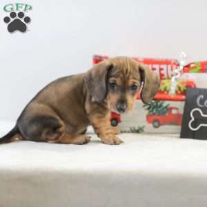 Cody, Dachshund Puppy
