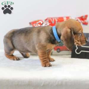 Checkers, Dachshund Puppy