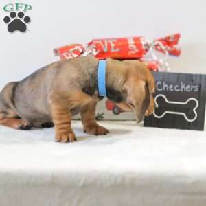 Checkers, Dachshund Puppy
