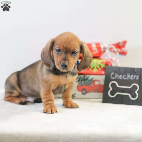 Checkers, Dachshund Puppy