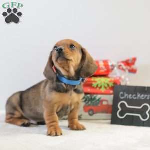 Checkers, Dachshund Puppy