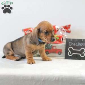 Checkers, Dachshund Puppy