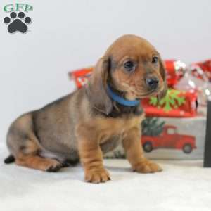 Checkers, Dachshund Puppy