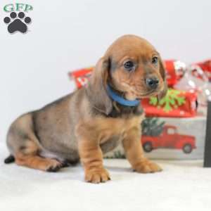 Checkers, Dachshund Puppy