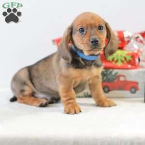 Checkers, Dachshund Puppy