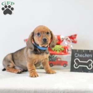 Checkers, Dachshund Puppy