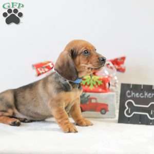 Checkers, Dachshund Puppy