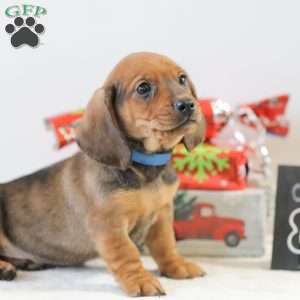 Checkers, Dachshund Puppy