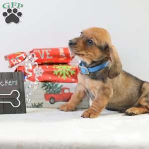 Checkers, Dachshund Puppy