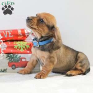 Checkers, Dachshund Puppy