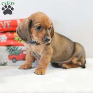 Checkers, Dachshund Puppy