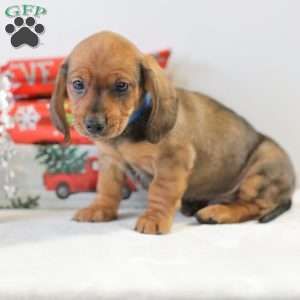Checkers, Dachshund Puppy