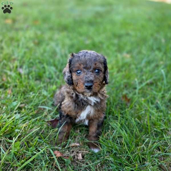 Lucas, Mini Goldendoodle Puppy