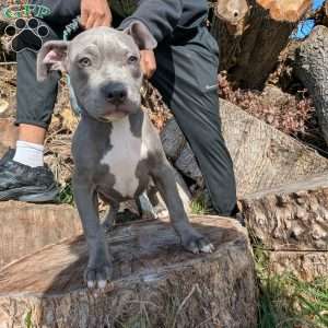 Penny, American Bully Puppy