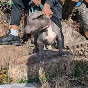 Penny, American Bully Puppy
