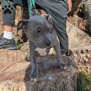 Penny, American Bully Puppy
