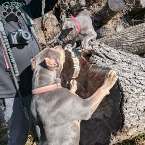 Penny, American Bully Puppy