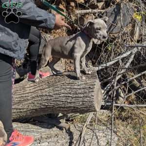 Penny, American Bully Puppy