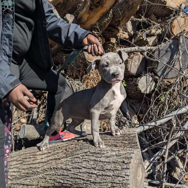 Penny, American Bully Puppy