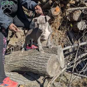 Penny, American Bully Puppy