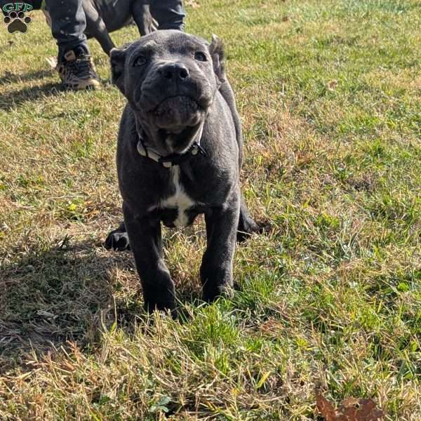 Grace, Cane Corso Puppy