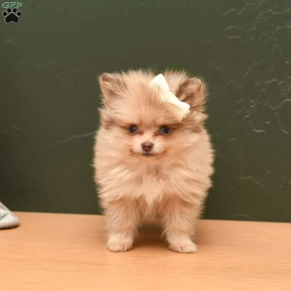 Lacey, Pomeranian Puppy