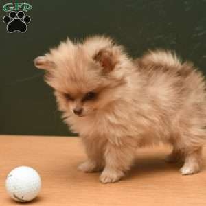 Lacey, Pomeranian Puppy