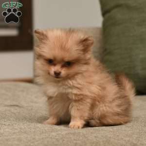 Lacey, Pomeranian Puppy