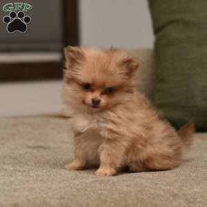 Lacey, Pomeranian Puppy