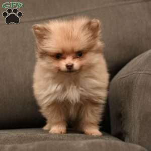 Lacey, Pomeranian Puppy